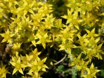 Scharfer Mauerpfeffer, Sedum acre, Topfware