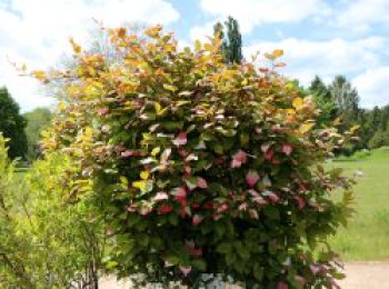 Scharfzähniger Strahlengriffel / Buntblättrige Kiwi, 60-100 cm, Actinidia kolomikta (männl.), Containerware