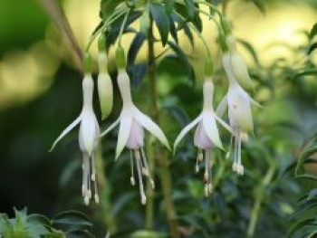 Scharlach-Fuchsie &#8218;Hawkshead&#8216;, Fuchsia magellanica &#8218;Hawkshead&#8216;, Containerware