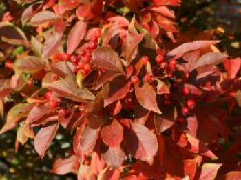 Scharlach Glanzblattmispel, 60-100 cm, Photinia villosa, Containerware