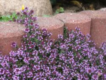 Scharlachroter Feld-Thymian &#8218;Coccineus&#8216;, Thymus serpyllum &#8218;Coccineus&#8216;, Containerware