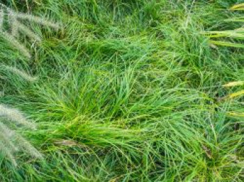 Schatten-Segge, Carex umbrosa, Topfware