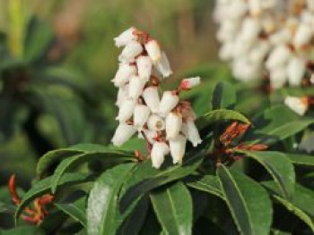 Schattenglöckchen &#8218;Bonfire&#8216;, 20-30 cm, Pieris japonica &#8218;Bonfire&#8216;, Containerware