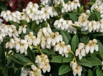 Schattenglöckchen &#8218;Cavatine&#8216;, 10-20 cm, Pieris japonica &#8218;Cavatine&#8216;, Containerware