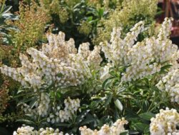 Schattenglöckchen &#8218;Debutante&#8216;, 15-20 cm, Pieris japonica &#8218;Debutante&#8216;, Containerware