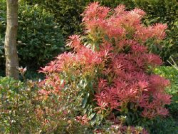 Schattenglöckchen &#8218;Forest Flame&#8216;, 25-30 cm, Pieris japonica &#8218;Forest Flame&#8216;, Containerware