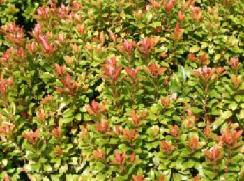 Schattenglöckchen &#8218;Little Heath Green&#8216;, 20-25 cm, Pieris japonica &#8218;Little Heath Green&#8216;, Containerware