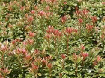 Schattenglöckchen 'Little Heath', 20-25 cm, Pieris japonica 'Little Heath', Containerware