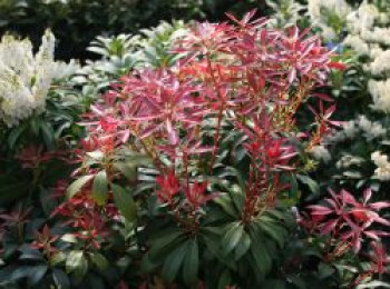 Schattenglöckchen &#8218;Mountain Fire&#8216;, 20-25 cm, Pieris japonica &#8218;Mountain Fire&#8216;, Containerware