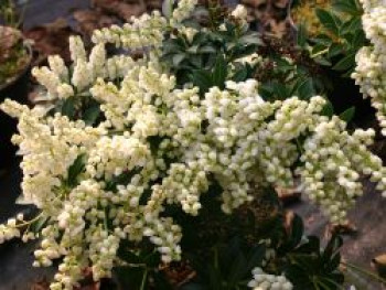 Schattenglöckchen &#8218;Prelude&#8216;, 15-20 cm, Pieris japonica &#8218;Prelude&#8216;, Containerware