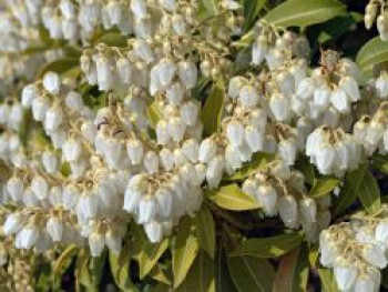 Schattenglöckchen 'Purity', 15-20 cm, Pieris japonica 'Purity', Containerware