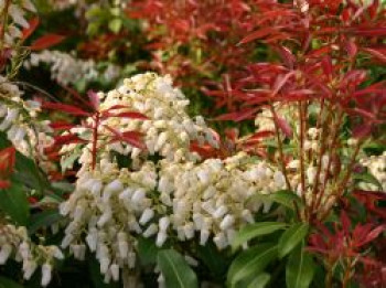 Schattenglöckchen &#8218;Red Mill&#8216;, 20-25 cm, Pieris japonica &#8218;Red Mill&#8216;, Containerware