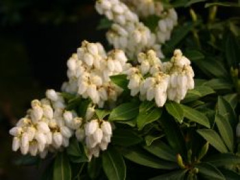 Schattenglöckchen &#8218;Sarabande&#8216;, 20-25 cm, Pieris japonica &#8218;Sarabande&#8216;, Containerware