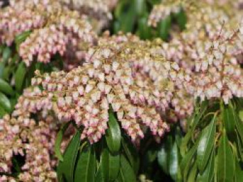 Schattenglöckchen &#8218;Valley Rose&#8216;, 20-25 cm, Pieris japonica &#8218;Valley Rose&#8216;, Containerware