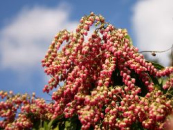 Schattenglöckchen 'Valley Valentine', 15-20 cm, Pieris japonica 'Valley Valentine', Containerware