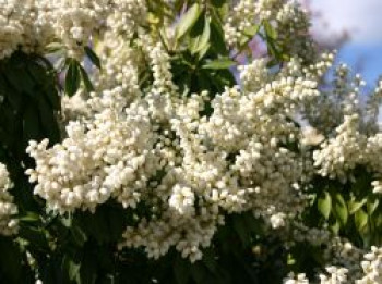 Schattenglöckchen 'White Pearl', 20-25 cm, Pieris japonica 'White Pearl', Containerware