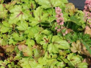 Schaumblüte &#8218;Pink Revolution&#8216;, x Heucherella tiarelloides &#8218;Pink Revolution&#8216;, Topfware