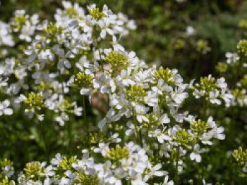 Schaumkresse &#8218;Glacier&#8216;, Arabis procurrens &#8218;Glacier&#8216;, Topfware