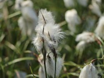 Scheidenwollgras, Eriophorum vaginatum, Topfware