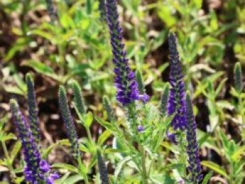 Scheinähriger Ehrenpreis 'Anniversary Blue', Veronica spicata 'Anniversary Blue', Topfware