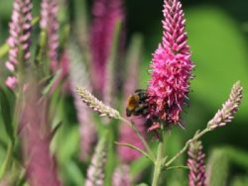 Scheinähriger Ehrenpreis &#8218;Baby Doll&#8216; ®, Veronica spicata &#8218;Baby Doll&#8216; ®, Topfware