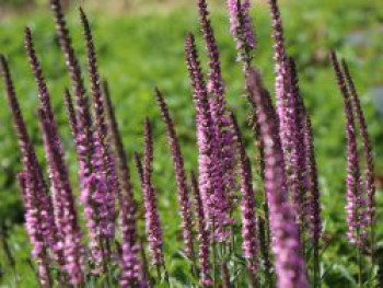 Scheinähriger Ehrenpreis &#8218;Barcarolle&#8216;, Veronica spicata &#8218;Barcarolle&#8216;, Topfware