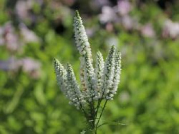 Scheinähriger Ehrenpreis &#8218;First Lady&#8216;, Veronica spicata &#8218;First Lady&#8216;, Topfware