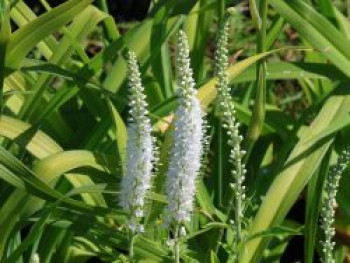 Scheinähriger Ehrenpreis 'Icicle', Veronica spicata 'Icicle', Topfware