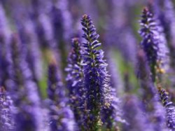 Scheinähriger Ehrenpreis &#8218;Inspire ® Blue&#8216;, Veronica spicata &#8218;Inspire ® Blue&#8216;, Topfware