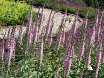 Scheinähriger Ehrenpreis &#8218;Pink Panther&#8216;, Veronica spicata &#8218;Pink Panther&#8216;, Topfware