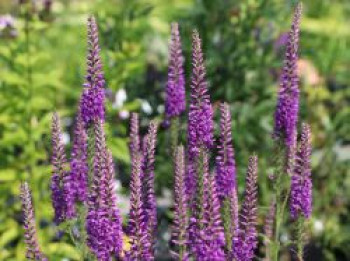 Scheinähriger Ehrenpreis &#8218;Purpleiciosus&#8216;, Veronica spicata &#8218;Purpleiciosus&#8216;, Topfware