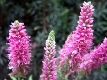 Scheinähriger Ehrenpreis &#8218;Rosa Zwerg&#8216;, Veronica spicata &#8218;Rosa Zwerg&#8216;, Topfware