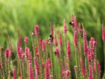 Scheinähriger Ehrenpreis &#8218;Rotfuchs&#8216;, Veronica spicata &#8218;Rotfuchs&#8216;, Topfware