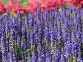 Scheinähriger Ehrenpreis &#8218;Royal Candles Glory&#8216;, Veronica spicata &#8218;Royal Candles Glory&#8216;, Topfware