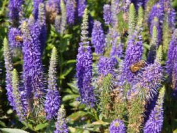 Scheinähriger Ehrenpreis &#8218;Ulster Blue Dwarf&#8216;, Veronica spicata &#8218;Ulster Blue Dwarf&#8216;, Containerware