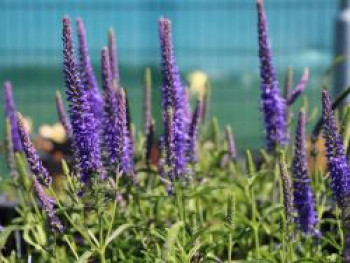 Scheinähriger Ehrenpreis &#8218;Younique Baby Blue&#8216;, Veronica spicata &#8218;Younique Baby Blue&#8216;, Topfware