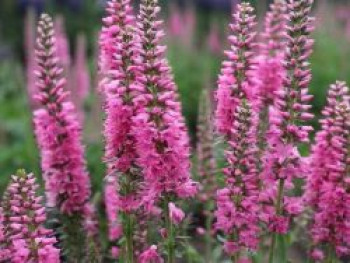 Scheinähriger Ehrenpreis &#8218;Younique Baby Pink&#8216;, Veronica spicata &#8218;Younique Baby Pink&#8216;, Topfware