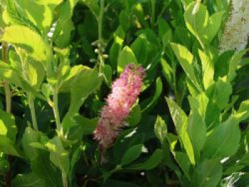 Scheineller / Silberkerzenstrauch 'Pink Spire', 20-30 cm, Clethra alnifolia 'Pink Spire', Containerware