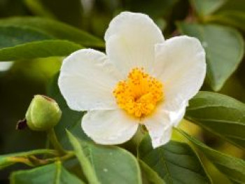 Scheinkamelie, 100-125 cm, Stewartia pseudocamellia, Containerware