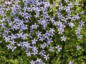 Scheinlobelie &#8218;County Park&#8216;, Pratia pedunculata &#8218;County Park&#8216;, Topfware