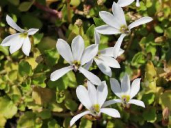 Scheinlobelie &#8218;Treadwellii&#8216;, Pratia pedunculata &#8218;Treadwellii&#8216;, Topfware