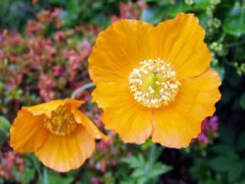 Scheinmohn 'Aurantiaca', Meconopsis cambrica 'Aurantiaca', Topfware