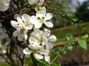 Scheinquitte / Japanische Zierquitte &#8218;Nivalis&#8216;, 40-60 cm, Chaenomeles japonica &#8218;Nivalis&#8216;, Containerware