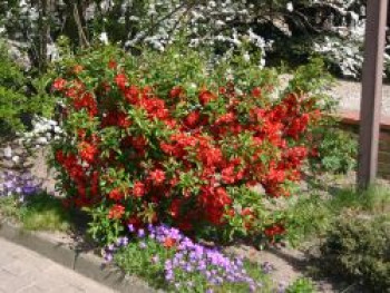 Scheinquitte /   Zierquitte &#8218;Rubra&#8216;, 40-60 cm, Chaenomeles japonica &#8218;Rubra&#8216;, Containerware