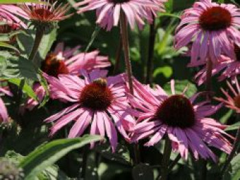 Scheinsonnenhut &#8218;Augustkönigin&#8216;, Echinacea purpurea &#8218;Augustkönigin&#8216;, Topfware