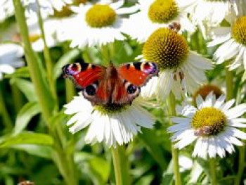 Scheinsonnenhut &#8218;Avalanche&#8216; ®, Echinacea purpurea &#8218;Avalanche&#8216; ®, Topfware