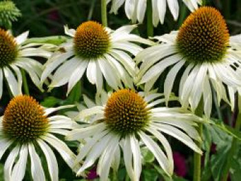 Scheinsonnenhut &#8218;Baby Swan White&#8216;, Echinacea purpurea &#8218;Baby Swan White&#8216;, Topfware