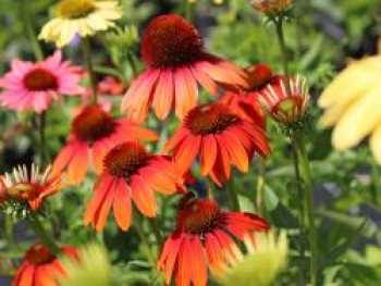 Scheinsonnenhut 'Cheyenne Spirit', Echinacea purpurea 'Cheyenne Spirit', Containerware