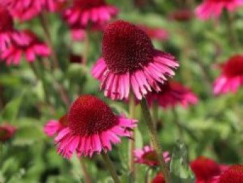 Scheinsonnenhut 'Delicious Candy', Echinacea purpurea 'Delicious Candy', Containerware