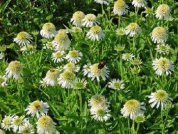 Scheinsonnenhut 'Delicious Nougat', Echinacea purpurea 'Delicious Nougat', Topfware